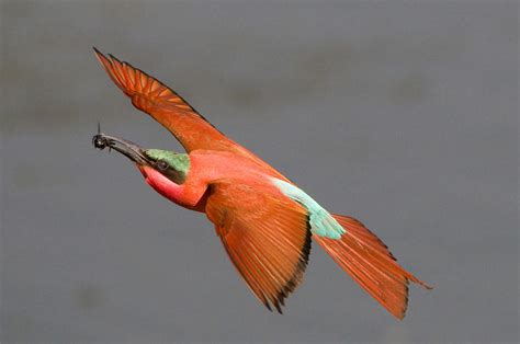 Bee-Eaters of South Africa