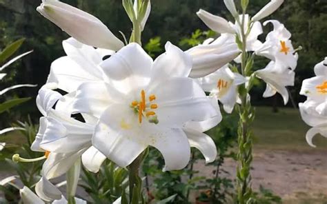 16 Types of White Lilies (Name & Pictures) — Identification Guide ...