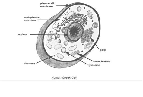 [DIAGRAM] Human Cheek Cell Diagram Labeled - MYDIAGRAM.ONLINE