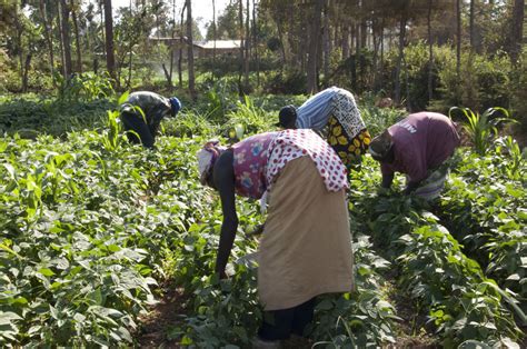 Planting Trees in Kenya - GlobalGiving