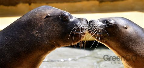 Galapagos Islands Conservation - A Fragile Paradise - GreenGo Travel