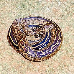 Python sebae - Monaco Nature Encyclopedia