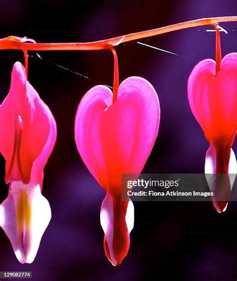 Bleeding Heart Flower Arrangement Photos and Premium High Res Pictures ...