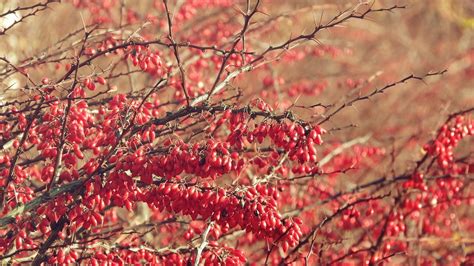 Barberry,the fruits of barberry,berberis,red berries,shrub with fruits ...