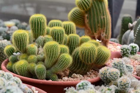 Grow Lights For Succulents Guide (With Pictures)- Succulents Network