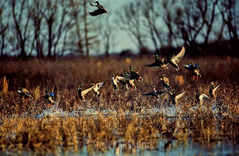 Guided Duck Hunting Colorado