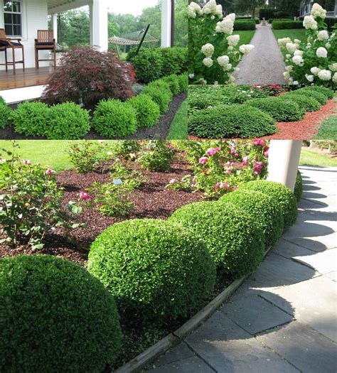 Low Growing Shrubs For Front Of House - Garden Plantation