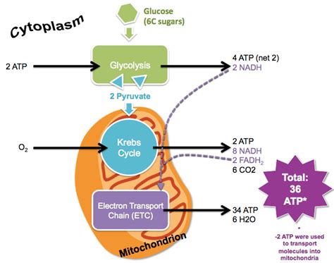 Aerobic Respiration