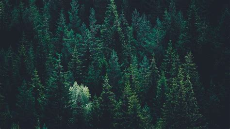 Dark Green Forest Wallpapers - Top Free Dark Green Forest Backgrounds ...