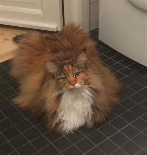 Fluffy Maine Coon Cat Can't Contain Her Magnificent Floof (9 Photos ...