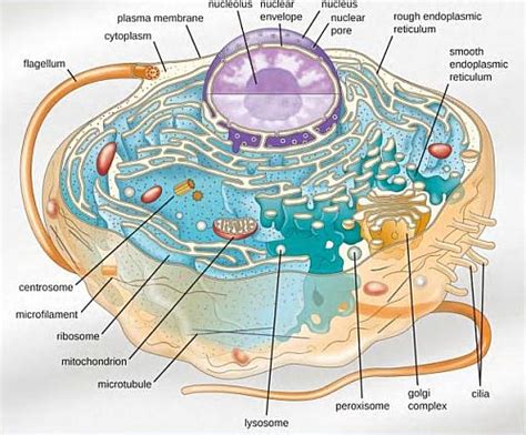 Animal Cell Structure and Organelles with their functions