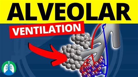 Alveolar Ventilation (Medical Definition) | Quick Explanation