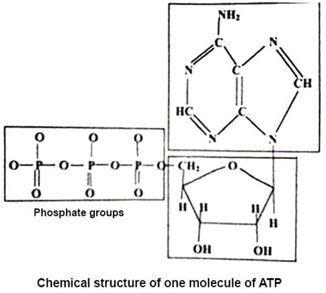 Define ATP with Structure and Functions - QS Study