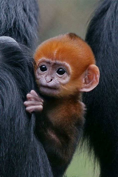 50 Adorable Baby Monkey Pictures That You Must See - Tail and Fur