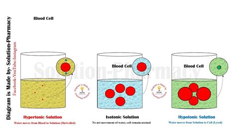 Isotonic Hypotonic Hypertonic Worksheet