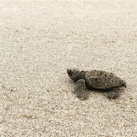 Got to see my first sea turtle hatchlings early this morning and I ...