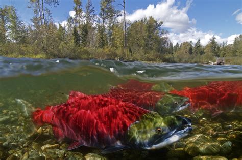 Salmon Run - The Great Migration In The Canadian Rivers » Beyond ...