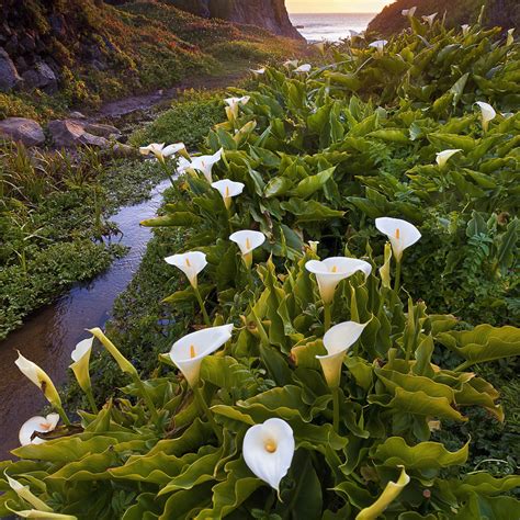 Can you plant calla lilies outside Idea | chocmales