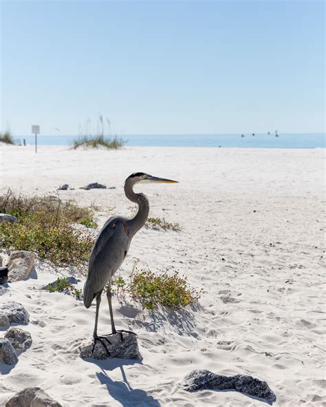 Respect the animals you encounter at the beach - Leave Only Footprints