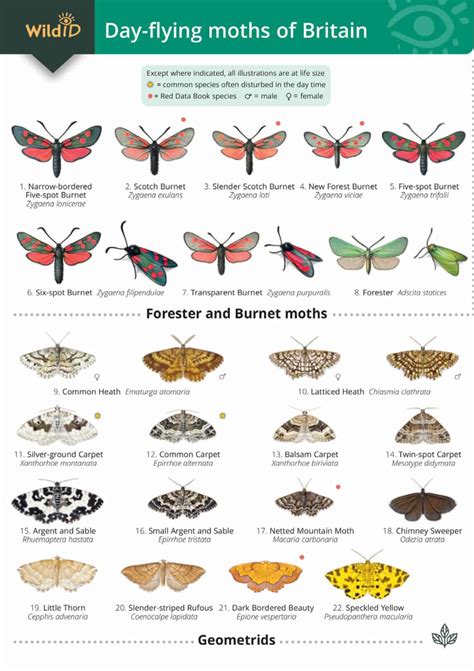 British Day Flying Moths Identification Guide | FSC Moths Guide