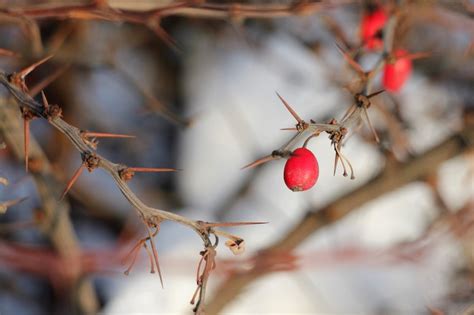 Pruning Barberry| Plant Addicts