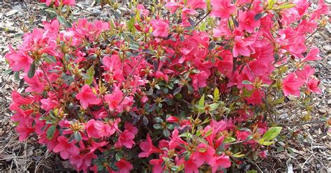 What grows there?: Zones 6 Winter Hardy Encore Azaleas™