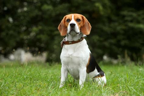 500+ Most Popular Beagle Names For Your Dog - K9 Web