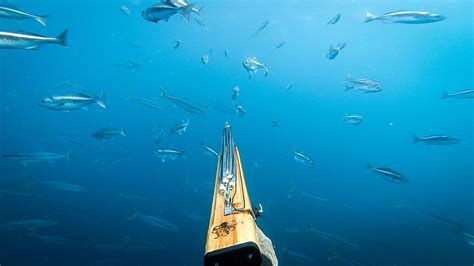 Spearfishing Gear Buying Guide - DeepDive