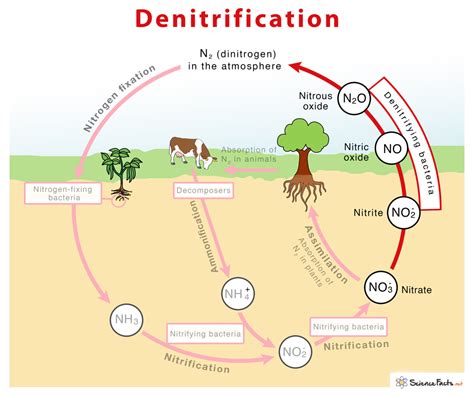 Denitrification – Definition, Equation, Process, & Diagram