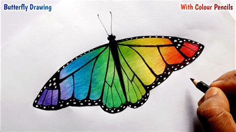 Pencil Colour Drawing Of A Beautiful Butterfly How To Draw A