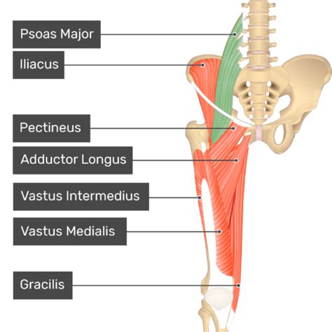 Femoral Nerve And Psoas Muscle