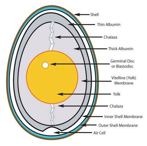 8 Best Egg Shell Membrane images | Membrane, Egg shells, Skin care