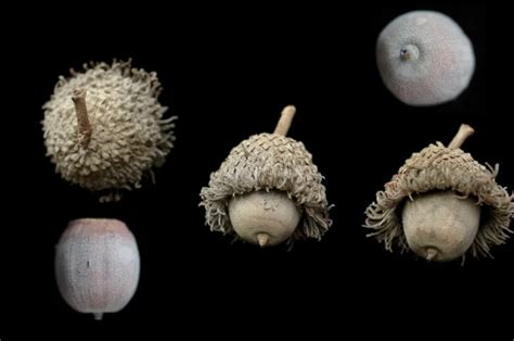 Acorn Identification Made Easy: A Guide With Images – Nut Geeks