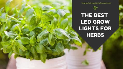 The Best LED Grow Lights for Indoor Herbs in 2021