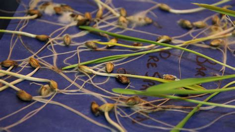 Under the Microscope: Seed Tests to Consider Over Winter – RealAgriculture