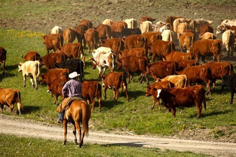 U.S. cattle herd expands - Alberta Farmer Express