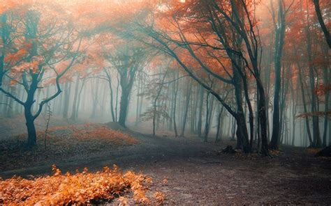 Autumn Fog Wallpapers - Top Free Autumn Fog Backgrounds - WallpaperAccess