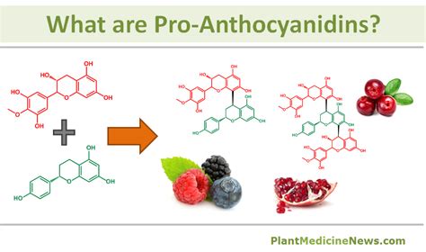 What are proanthocyanidins? - Plant Medicine News