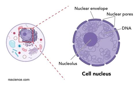 Nucleus Labeled Diagram