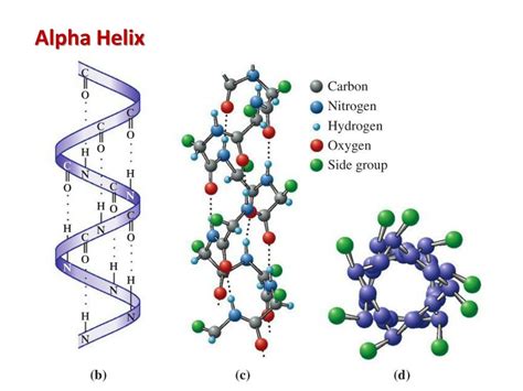 Amino Acid Alpha Helix Structure at John Hoff blog