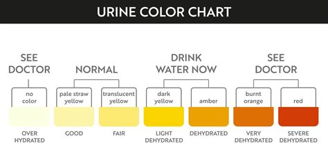 Urine color chart. Pee hydration and dehydration test strip. Vector ...