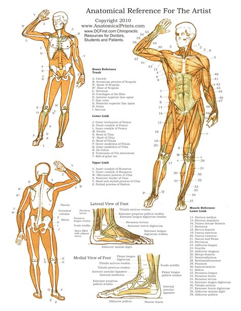 Anatomy And Physiology Printable Study Guides