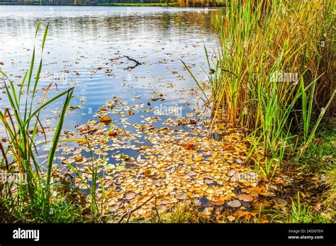 Birch leaves on water Stock Photo - Alamy