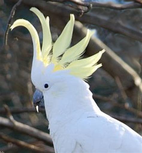 Australian Native Birds - Sulphur Crested Cockatoo | hubpages