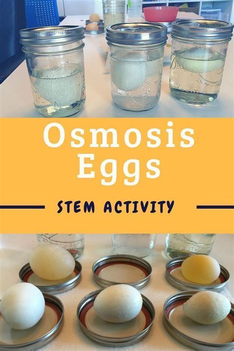 ️Osmosis Egg Experiment Worksheet Free Download| Gambr.co