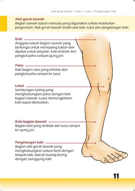 Tulang Telapak Kaki Fungsinya Untuk / Fungsinya untuk menggerakkan kaki ...