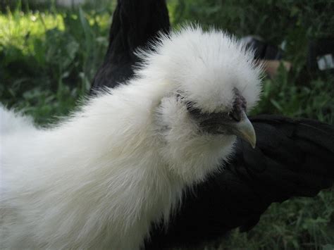 White Silkie Chicken | BackYard Chickens - Learn How to Raise Chickens