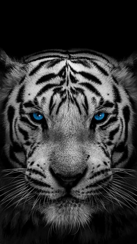 White Tiger iPhone Wallpaper | Tiger wallpaper, Tiger sketch, White tiger