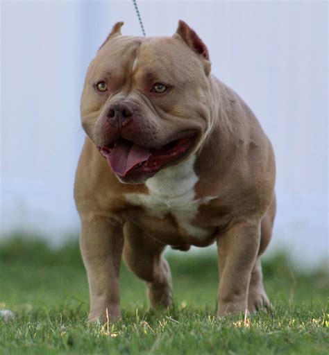 Mini Pitbull