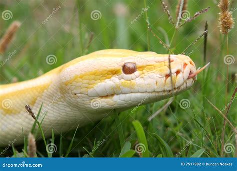 Burmese Python Python Bivittatus, Stone Near River Habitat. Wildlife ...